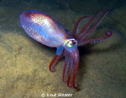 a squid in dark swedich waters by Knut Wester 